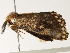  ( - BIOUG45823-C10)  @12 [ ] CreativeCommons - Attribution (2020) CBG Photography Group Centre for Biodiversity Genomics