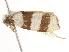  ( - BIOUG45823-E05)  @12 [ ] CreativeCommons - Attribution (2020) CBG Photography Group Centre for Biodiversity Genomics