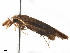  ( - BIOUG45823-G09)  @11 [ ] CreativeCommons - Attribution (2019) CBG Photography Group Centre for Biodiversity Genomics