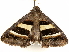 ( - BIOUG51281-A10)  @14 [ ] CreativeCommons - Attribution (2019) CBG Photography Group Centre for Biodiversity Genomics