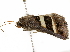  ( - BIOUG51281-B04)  @12 [ ] CreativeCommons - Attribution (2019) CBG Photography Group Centre for Biodiversity Genomics