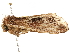  ( - BIOUG51281-E10)  @12 [ ] CreativeCommons - Attribution (2019) CBG Photography Group Centre for Biodiversity Genomics