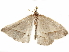  ( - BIOUG51281-G07)  @11 [ ] CreativeCommons - Attribution (2019) CBG Photography Group Centre for Biodiversity Genomics