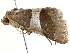  ( - BIOUG51282-D12)  @11 [ ] CreativeCommons - Attribution (2019) CBG Photography Group Centre for Biodiversity Genomics