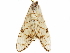  ( - BIOUG51282-F02)  @11 [ ] CreativeCommons - Attribution (2019) CBG Photography Group Centre for Biodiversity Genomics