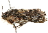  ( - BIOUG51283-D05)  @12 [ ] CreativeCommons - Attribution (2019) CBG Photography Group Centre for Biodiversity Genomics