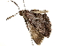  ( - BIOUG51283-G12)  @12 [ ] CreativeCommons - Attribution (2019) CBG Photography Group Centre for Biodiversity Genomics