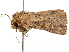  ( - BIOUG51284-F07)  @11 [ ] CreativeCommons - Attribution (2019) CBG Photography Group Centre for Biodiversity Genomics