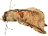  ( - BIOUG51286-H05)  @11 [ ] CreativeCommons - Attribution (2019) CBG Photography Group Centre for Biodiversity Genomics