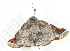  ( - BIOUG04699-A05)  @13 [ ] CreativeCommons - Attribution (2013) CBG Photography Group Centre for Biodiversity Genomics
