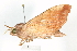  ( - BIOUG04699-F01)  @12 [ ] CreativeCommons - Attribution (2013) CBG Photography Group Centre for Biodiversity Genomics