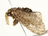  ( - BIOUG04700-A03)  @12 [ ] CreativeCommons - Attribution (2013) CBG Photography Group Centre for Biodiversity Genomics