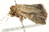  ( - BIOUG04701-E06)  @12 [ ] CreativeCommons - Attribution (2013) CBG Photography Group Centre for Biodiversity Genomics