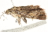  ( - BIOUG04701-F05)  @12 [ ] CreativeCommons - Attribution (2013) CBG Photography Group Centre for Biodiversity Genomics