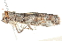  ( - BIOUG04702-A01)  @13 [ ] CreativeCommons - Attribution (2013) CBG Photography Group Centre for Biodiversity Genomics