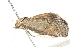  ( - BIOUG04702-B04)  @13 [ ] CreativeCommons - Attribution (2013) CBG Photography Group Centre for Biodiversity Genomics