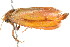 ( - BIOUG04703-B02)  @13 [ ] CreativeCommons - Attribution (2013) CBG Photography Group Centre for Biodiversity Genomics