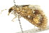  ( - BIOUG04703-C07)  @13 [ ] CreativeCommons - Attribution (2013) CBG Photography Group Centre for Biodiversity Genomics