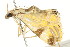  ( - BIOUG04703-C10)  @12 [ ] CreativeCommons - Attribution (2013) CBG Photography Group Centre for Biodiversity Genomics