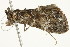  ( - BIOUG04703-D01)  @12 [ ] CreativeCommons - Attribution (2013) CBG Photography Group Centre for Biodiversity Genomics