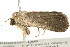  ( - BIOUG04703-D05)  @13 [ ] CreativeCommons - Attribution (2013) CBG Photography Group Centre for Biodiversity Genomics