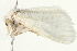  (Acyphas chionitis - BIOUG04703-D11)  @14 [ ] CreativeCommons - Attribution (2013) CBG Photography Group Centre for Biodiversity Genomics