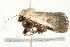  ( - BIOUG04703-H06)  @13 [ ] CreativeCommons - Attribution (2013) CBG Photography Group Centre for Biodiversity Genomics