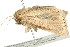  ( - BIOUG04703-H08)  @14 [ ] CreativeCommons - Attribution (2013) CBG Photography Group Centre for Biodiversity Genomics