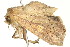  ( - BIOUG04703-H09)  @13 [ ] CreativeCommons - Attribution (2013) CBG Photography Group Centre for Biodiversity Genomics