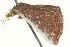  ( - BIOUG04704-A12)  @12 [ ] CreativeCommons - Attribution (2013) CBG Photography Group Centre for Biodiversity Genomics