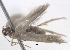  ( - BIOUG06106-B10)  @12 [ ] CreativeCommons - Attribution (2013) CBG Photography Group Centre for Biodiversity Genomics