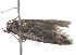 ( - BIOUG06106-C10)  @12 [ ] CreativeCommons - Attribution (2013) CBG Photography Group Centre for Biodiversity Genomics