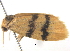  ( - BIOUG06106-D05)  @12 [ ] CreativeCommons - Attribution (2013) CBG Photography Group Centre for Biodiversity Genomics