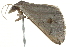  ( - BIOUG04705-B01)  @12 [ ] CreativeCommons - Attribution (2013) CBG Photography Group Centre for Biodiversity Genomics