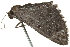  ( - BIOUG04705-C07)  @12 [ ] CreativeCommons - Attribution (2013) CBG Photography Group Centre for Biodiversity Genomics
