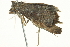  ( - BIOUG04705-E04)  @13 [ ] CreativeCommons - Attribution (2013) CBG Photography Group Centre for Biodiversity Genomics