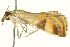  ( - BIOUG04706-F01)  @12 [ ] CreativeCommons - Attribution (2013) CBG Photography Group Centre for Biodiversity Genomics