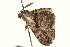  ( - BIOUG04706-F09)  @12 [ ] CreativeCommons - Attribution (2013) CBG Photography Group Centre for Biodiversity Genomics