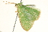  ( - BIOUG04706-F10)  @12 [ ] CreativeCommons - Attribution (2013) CBG Photography Group Centre for Biodiversity Genomics