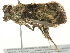  ( - BIOUG05361-C04)  @11 [ ] CreativeCommons - Attribution (2013) CBG Photography Group Centre for Biodiversity Genomics