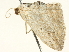  ( - BIOUG05362-G02)  @13 [ ] CreativeCommons - Attribution (2013) CBG Photography Group Centre for Biodiversity Genomics
