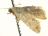  ( - BIOUG05363-D10)  @13 [ ] CreativeCommons - Attribution (2013) CNC/CBG Photography Group Centre for Biodiversity Genomics