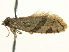  ( - BIOUG05366-A06)  @12 [ ] CreativeCommons - Attribution (2013) CBG Photography Group Centre for Biodiversity Genomics