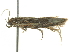  ( - BIOUG05366-D03)  @12 [ ] CreativeCommons - Attribution (2013) CBG Photography Group Centre for Biodiversity Genomics
