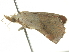  ( - BIOUG05366-H08)  @13 [ ] CreativeCommons - Attribution (2013) CBG Photography Group Centre for Biodiversity Genomics