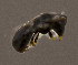  (Xenochilicola sp. aff. mamigna - CCDB-22015 A10)  @11 [ ] CreativeCommons - Attribution (2015) Laurence Packer York University