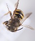  (Trachusa sp. aff. interrupta - CCDB-22014 A10)  @11 [ ] CreativeCommons - Attribution (2015) Laurence Packer York University