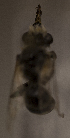  ( - CCDB-22015 B01)  @12 [ ] CreativeCommons - Attribution (2015) Laurence Packer York University