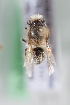  (Colletes sp. chi1 - CCDB-28237 B06)  @11 [ ] CreativeCommons - Attribution (2015) Laurence Packer York University