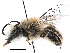  (Colletes sulcatus - CCDB-10006 H10)  @13 [ ] CreativeCommons - Attribution (2016) CBG Photography Group Centre for Biodiversity Genomics